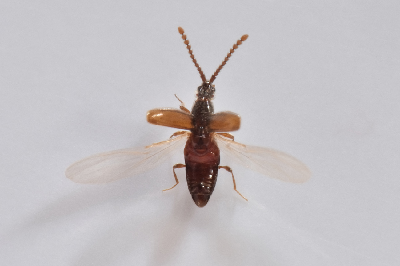 Scydmaenidae, con gli orecchini? Chevrolatia insignis